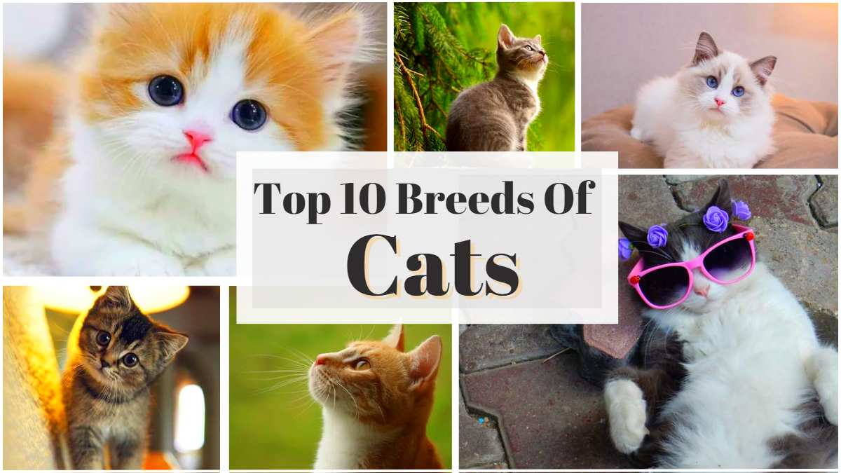 Cat Breeds : 25 Cats Breeds From Domestic to Exotic